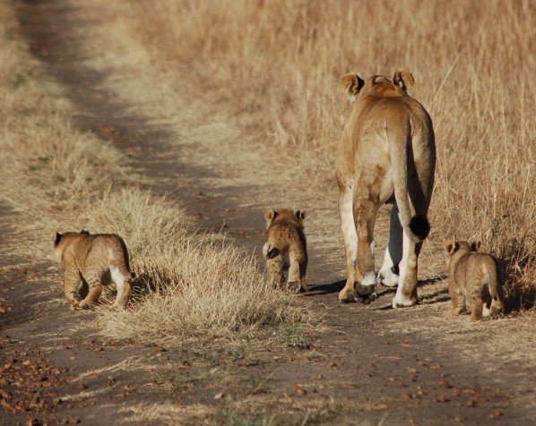 Løvemor med ungene sine i Masai Mara