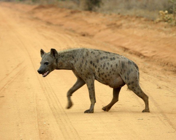 Hyene i Tsavo East nasjonalpark