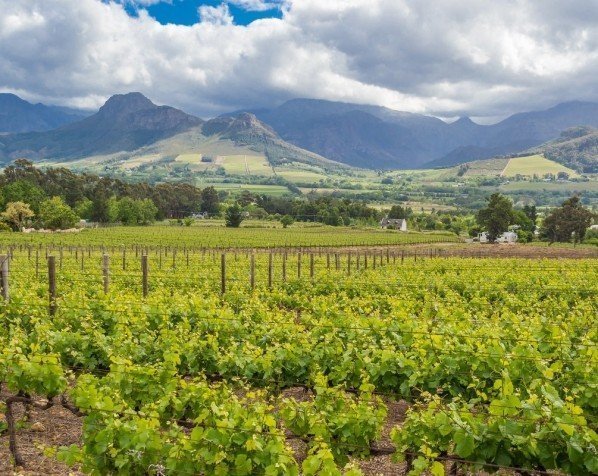 Vinstokker i Franschhoek