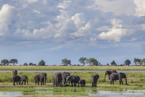 Elefanter i Chobe nasjonalpark