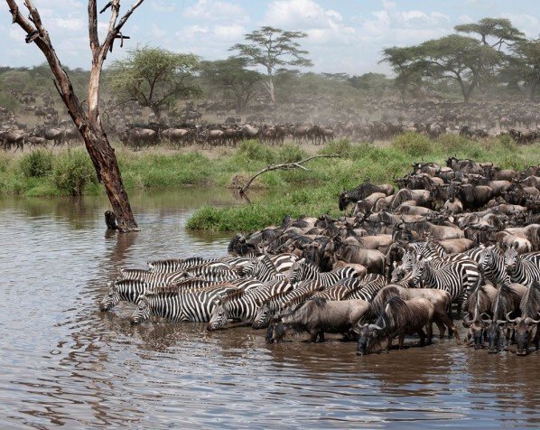 Migrasjon på savannen i Serengeti