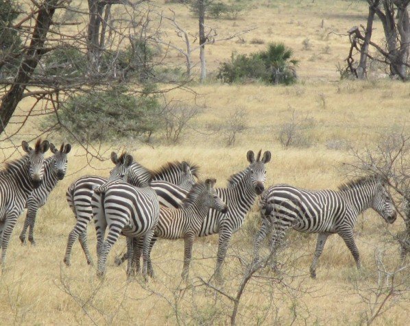 Sebraflokk i Kruger nasjonalpark
