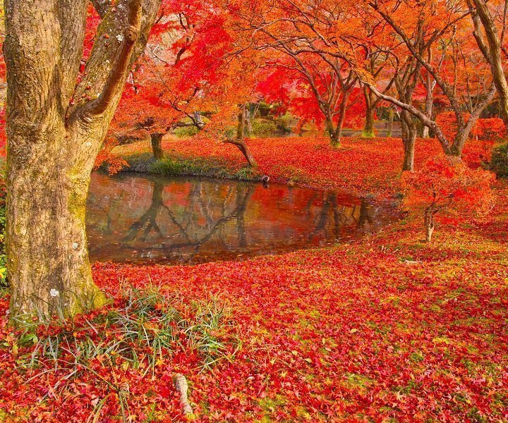 Koyo i Japan – høstens fargestrålende løv