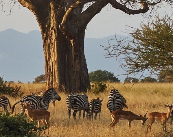 Safari i Tarangire nasjonalpark
