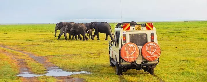 Safaribil og elefanter i Amboseli nasjonalpark, Kenya