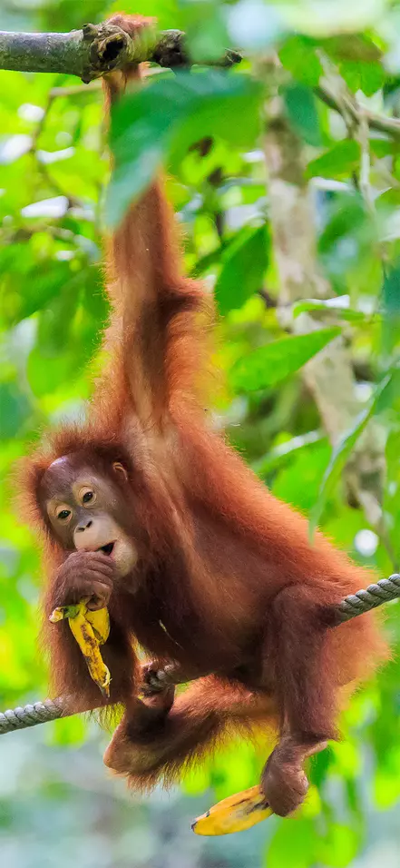 Orangutang hengende fra et tre i en skog på Sumatra, Indonesia