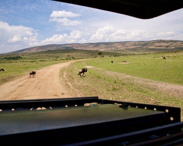 Utsikt fra safaribilen i Masai Mara