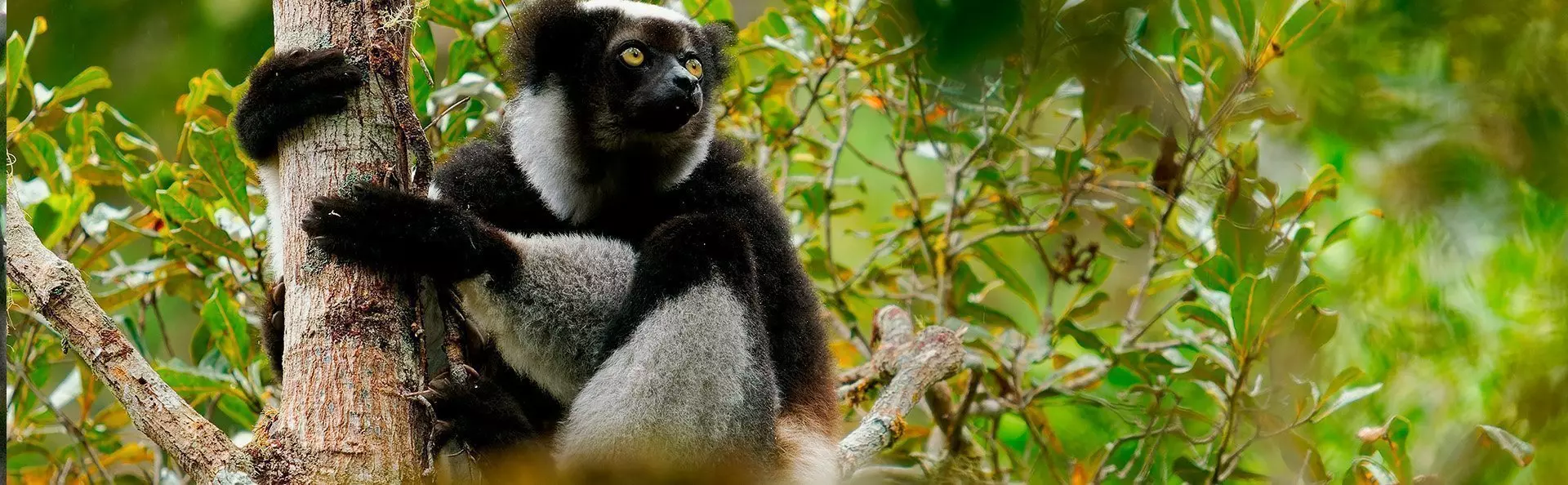 Indri lemur i Andasibe-Mantadia nasjonalpark på Madagaskar