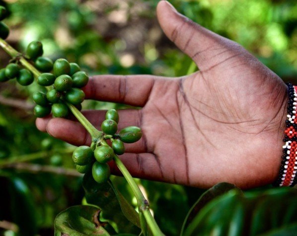 Kaffeplante i Tanzania